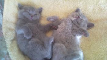 SpinOff:Post a picture of your pet! And tell me why you love them! : wedding animals pets love 2193b