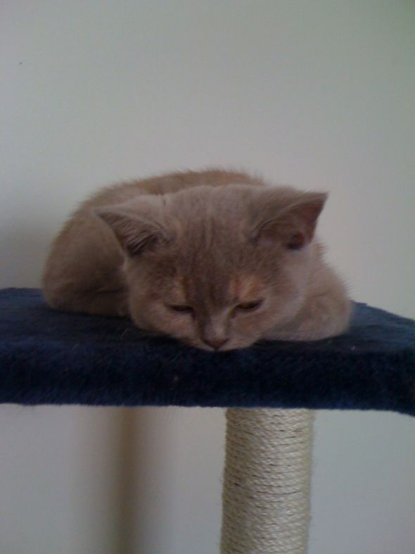 SpinOff:Post a picture of your pet! And tell me why you love them! :  wedding animals pets love IMG 1268