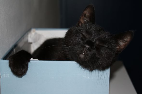 SpinOff:Post a picture of your pet! And tell me why you love them! :  wedding animals pets love IMG 4941