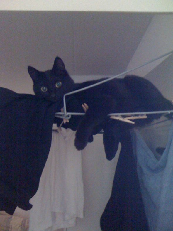 SpinOff:Post a picture of your pet! And tell me why you love them! :  wedding animals pets love F