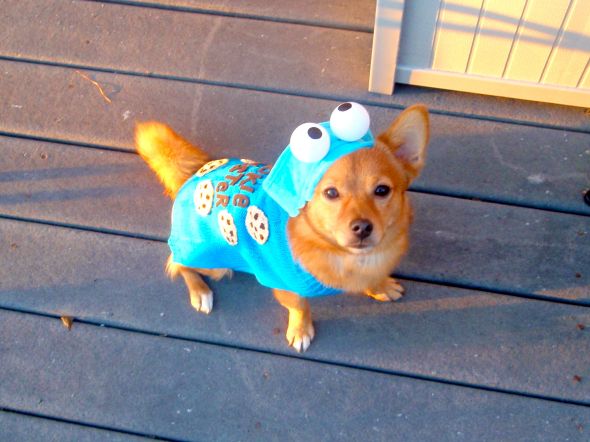 Post a pic of your pet in a halloween costume :  wedding pets P7113592
