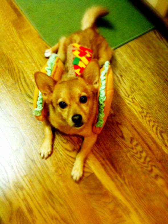 Post a pic of your pet in a halloween costume : wedding pets Echo Taco