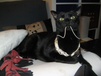 Post your pet pictures!! :  wedding IMG 7905