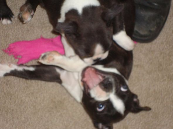 Naughty yet adorable pets! : wedding Bad Puppies
