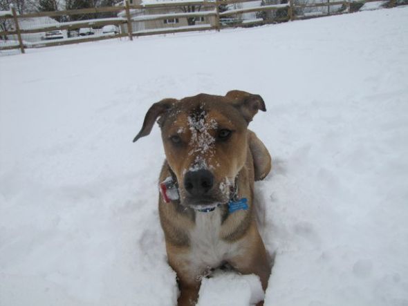 SpinOff:Post a picture of your pet! And tell me why you love them! : wedding animals pets love 20546 287477776965 516446965 3473045 5705960 N