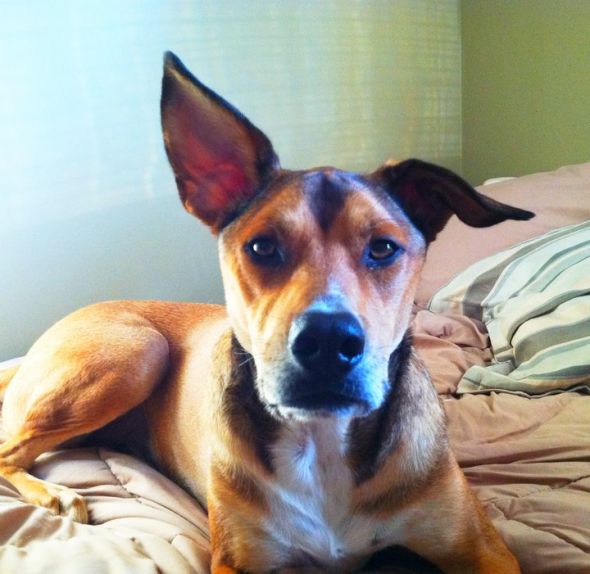 SpinOff:Post a picture of your pet! And tell me why you love them! : wedding animals pets love 263350 10150247354196966 516446965 7510252 2011401 N