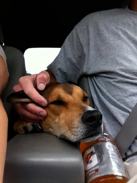 SpinOff:Post a picture of your pet! And tell me why you love them! : wedding animals pets love 284514 10150239742701966 516446965 7441564 2671020 N