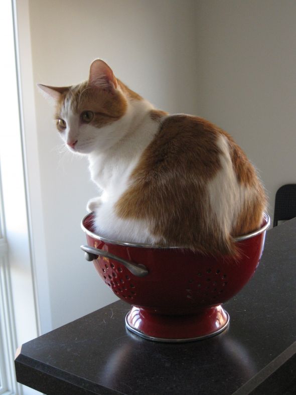 My cat has good manners.... Sort of. :  wedding IMG 0480