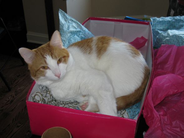 Spinoff: Your Pets During the Holidays :  wedding pet holiday pets during holiday season IMG 0531