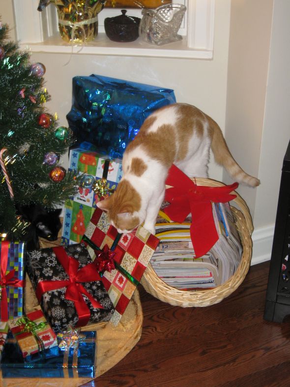 Spinoff: Your Pets During the Holidays :  wedding pet holiday pets during holiday season IMG 1587