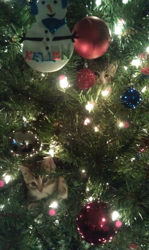 What is with cats and christmas trees?! :  wedding christmas pets cats .jpg