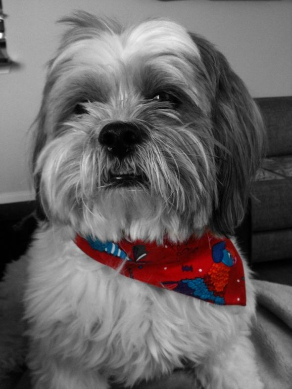 can't wait to pick up our puppy! (& show me your family pic w/ your puppy!) :  wedding pets dogs Murphy