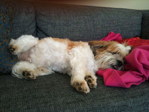 can't wait to pick up our puppy! (& show me your family pic w/ your puppy!) :  wedding pets dogs Murphy2