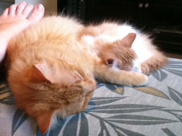 My SO and I are cat lovers! Show off your cats or pets! :) :  wedding pets Cats