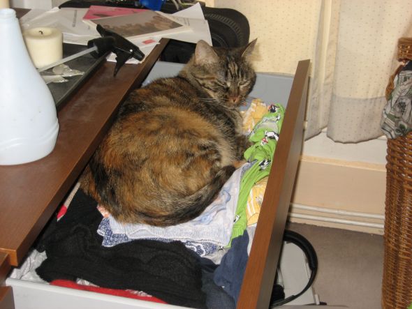 SpinOff:Post a picture of your pet! And tell me why you love them! :  wedding animals pets love IMG 1287