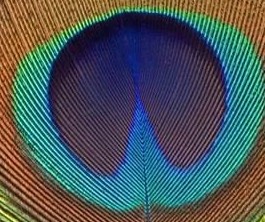 2012 brides--- what are your wedding colors???? : wedding 2012 wedding wedding colors 2012 colors Eye Of A Peacock Feather U15320677