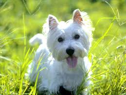 Which Puppy do we pick? : wedding puppy pup dog westie yorkie lap west highland white terrier teacup yorkshire terrier Westie