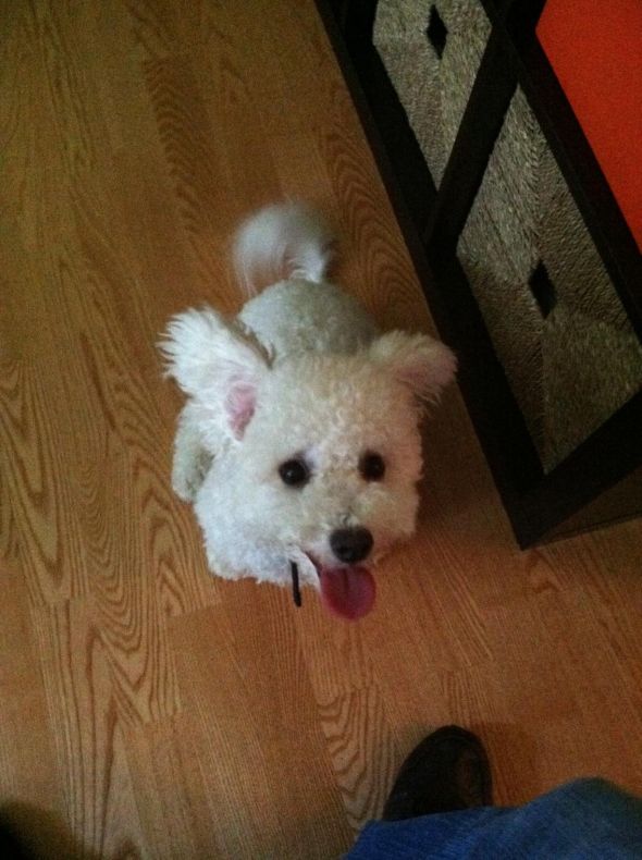 SpinOff:Post a picture of your pet! And tell me why you love them! :  wedding animals pets love 032