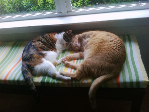 This kitten matches my cat & I really want her! : wedding kitten 084
