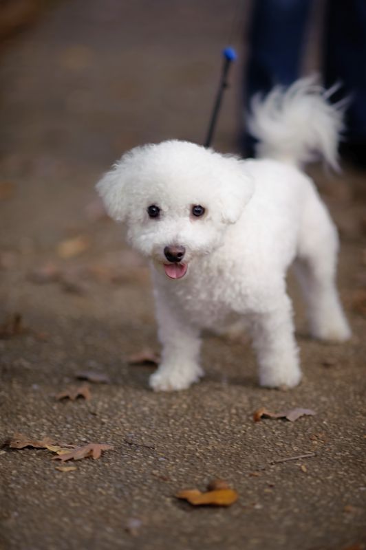 can't wait to pick up our puppy! (& show me your family pic w/ your puppy!) :  wedding pets dogs Koldyk Engagement 058