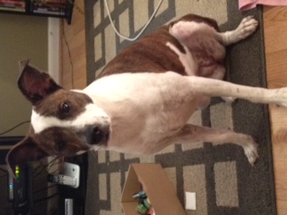 can't wait to pick up our puppy! (& show me your family pic w/ your puppy!) :  wedding pets dogs Photo 11