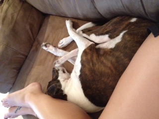 can't wait to pick up our puppy! (& show me your family pic w/ your puppy!) :  wedding pets dogs Photo11