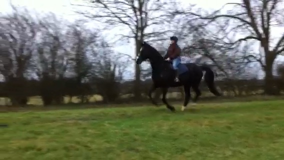 Horsey Friends..some advice please? :  wedding horse feed weight loss Kali Canter