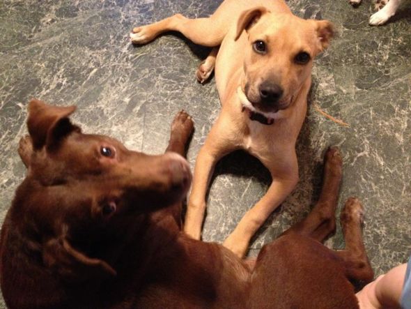 A puppy that chews...advice needed! :  wedding new puppy Lilandlady