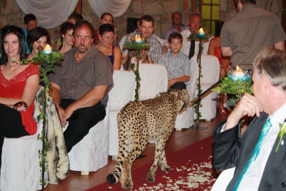 cheetah wedding
