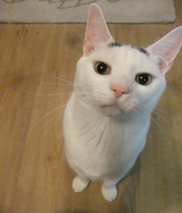 SpinOff:Post a picture of your pet! And tell me why you love them! :  wedding animals pets love DSCF0712