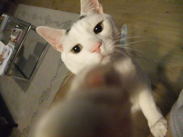 SpinOff:Post a picture of your pet! And tell me why you love them! :  wedding animals pets love DSCF0716
