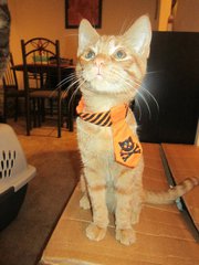 My SO and I are cat lovers! Show off your cats or pets! :) :  wedding pets Leo3