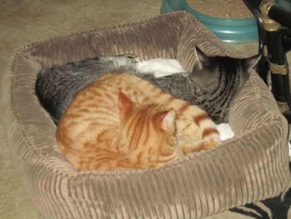 My SO and I are cat lovers! Show off your cats or pets! :) :  wedding pets Boys2