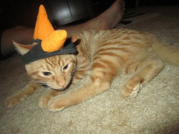 My SO and I are cat lovers! Show off your cats or pets! :) :  wedding pets Leo2