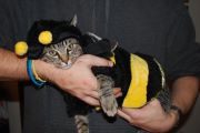 My SO and I are cat lovers! Show off your cats or pets! :) :  wedding pets Teeg1