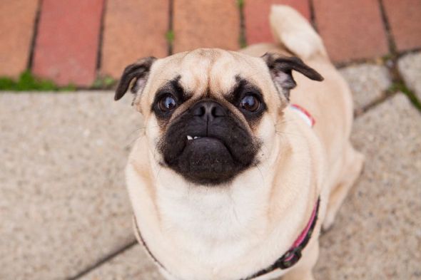 New Pug puppy Pics! Feel free to post your animals as well :) : wedding 206653 10150537153060526 548815525 17928621 1090356 N