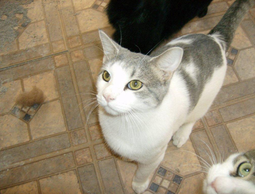 Any tips on raising kittens/cats? :  wedding kittens cats pets advice 004