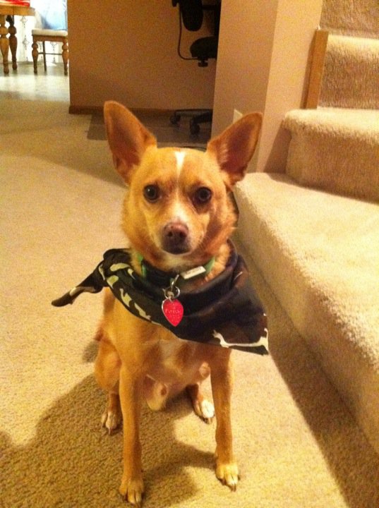 can't wait to pick up our puppy! (& show me your family pic w/ your puppy!) :  wedding pets dogs Handsome