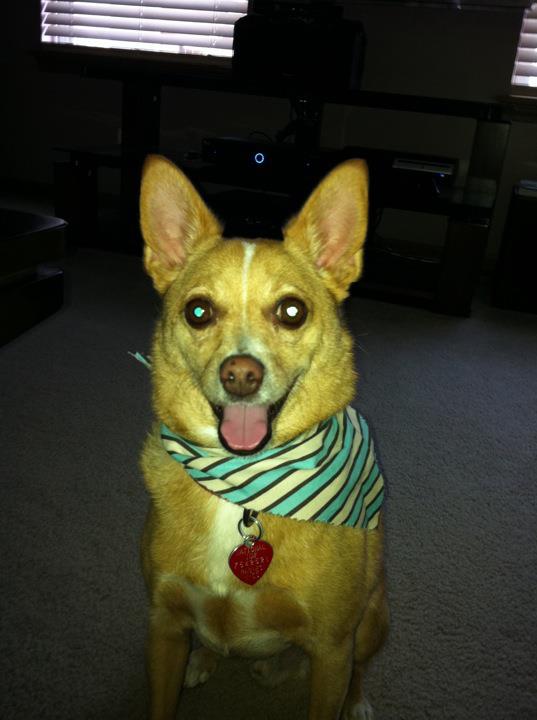 can't wait to pick up our puppy! (& show me your family pic w/ your puppy!) :  wedding pets dogs Handsome2