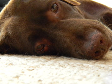 can't wait to pick up our puppy! (& show me your family pic w/ your puppy!) :  wedding pets dogs Resz 1dscn0135