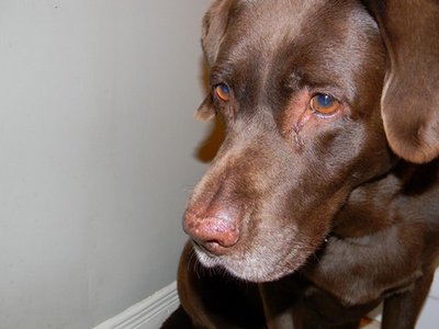can't wait to pick up our puppy! (& show me your family pic w/ your puppy!) :  wedding pets dogs Rsz 1dscn0113