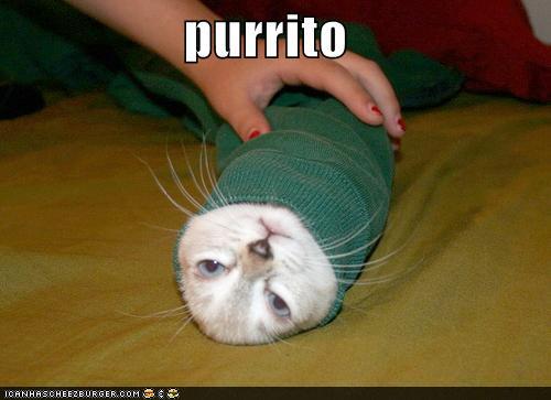 Important PSA... :  wedding Funny Pictures Cat Is Wrapped Like Burrito