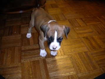 Getting a new puppy tomorrow... tips/advice/lessons learned? :  wedding puppy new pet advice DSCN2321