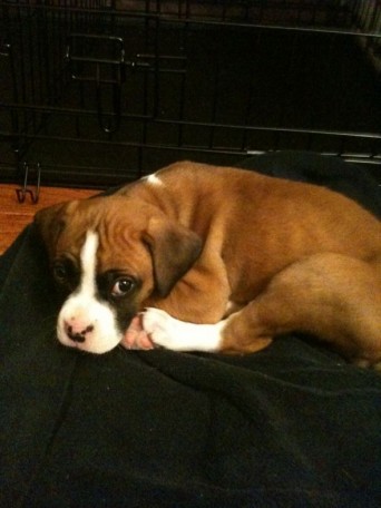Getting a new puppy tomorrow... tips/advice/lessons learned? :  wedding puppy new pet advice Zoephoto