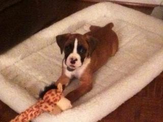 can't wait to pick up our puppy! (& show me your family pic w/ your puppy!) :  wedding pets dogs Puppy In Bed