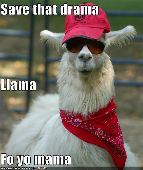 Resisting the Drama Llama!! :  wedding drama llama pictures lol Llama