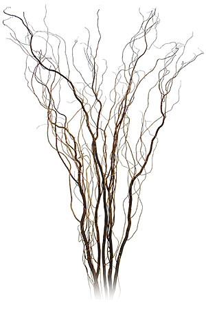 FREE Curly Willow Branches YOU CUT wedding curly willow decorations 