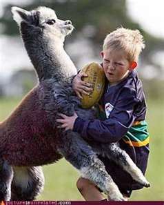 Resisting the Drama Llama!! :  wedding drama llama pictures lol Llamatackle