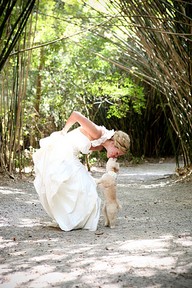Our dog, the ring bearer? I need pictures for inspiration!! :  wedding dog ring bearer here comes the bride lab 104638391311806145 LiZXHbjN B