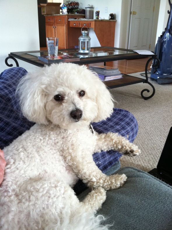 Post your pet pictures!! :  wedding Peanut